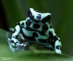 Dendrobate