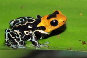 Dendrobate