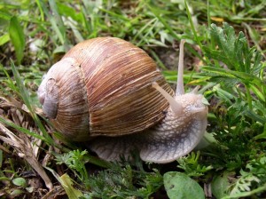 Escargot de Bourgogne