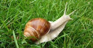 Escargot de Bourgogne