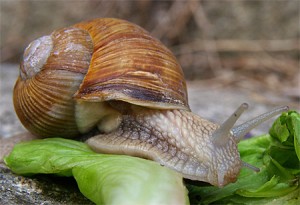 Escargot de Bourgogne