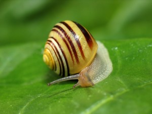Escargot des jardins