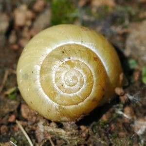 Escargot des jardins