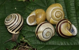 Escargot des jardins