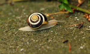 Escargot des jardins
