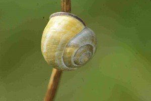 Escargot des jardins