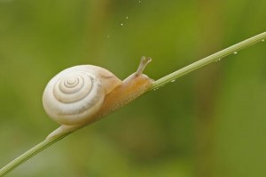 Escargot des jardins
