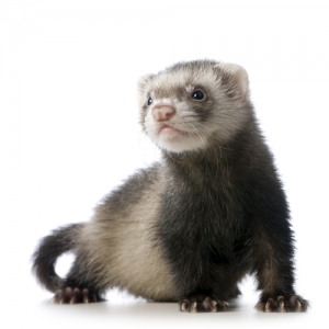 Furet