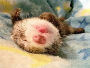 Furet