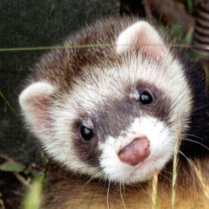 Furet