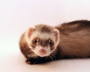 Furet
