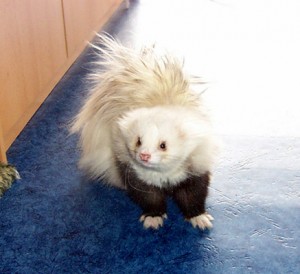 Furet