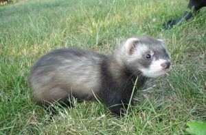 Furet