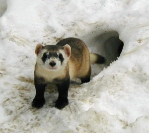 Furet