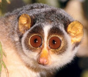 Galago