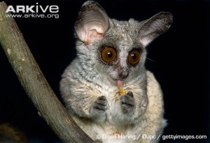 Galago