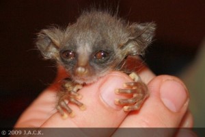 Galago