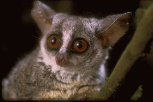 Galago