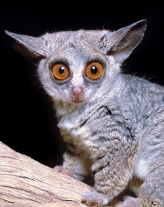 Galago