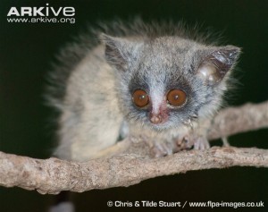 Galago