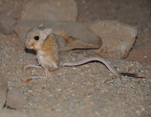 Gerboise des steppes