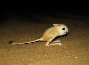 Gerboise des steppes