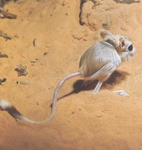 Gerboise des steppes