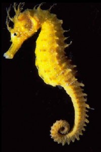 Hippocampe