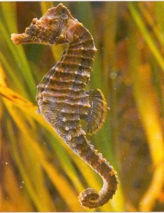 Hippocampe