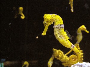 Hippocampe