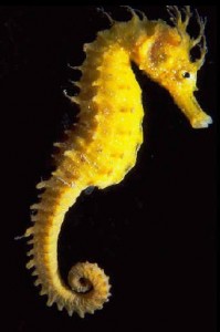 Hippocampe