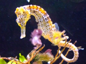 Hippocampe
