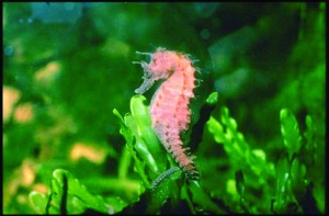 Hippocampe