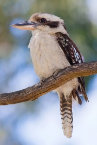 Kookaburra