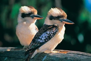 Kookaburra