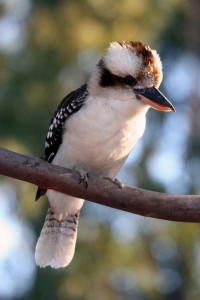Kookaburra