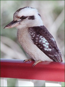 Kookaburra