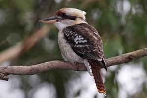 Kookaburra