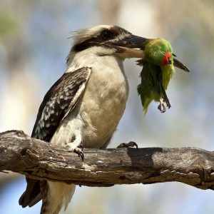Kookaburra