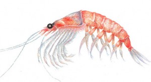 Krill