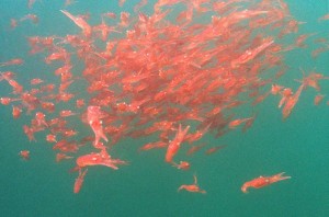 Krill