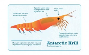 Krill