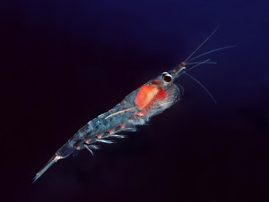 Krill