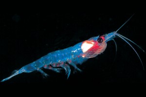 Krill