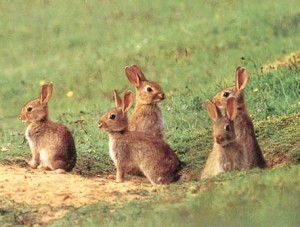 Lapin de garenne