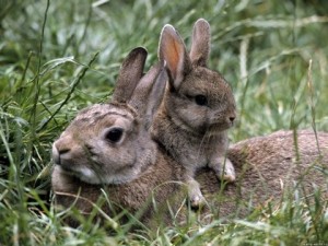 Lapin de garenne
