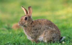 Lapin de garenne