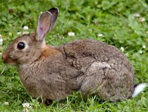 Lapin de garenne