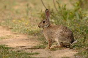 Lapin de garenne
