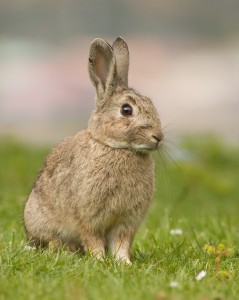 Lapin de garenne